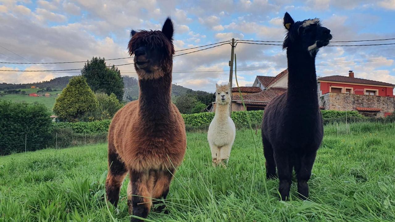 Hotel 3 Alpacas La Campa エクステリア 写真