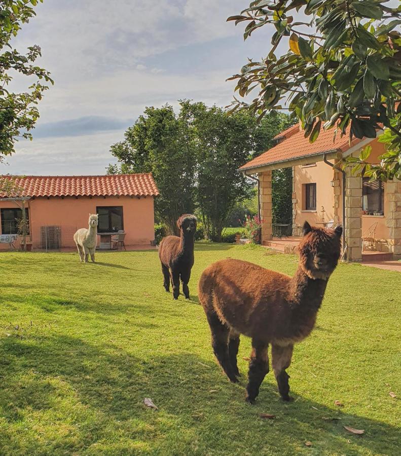 Hotel 3 Alpacas La Campa エクステリア 写真