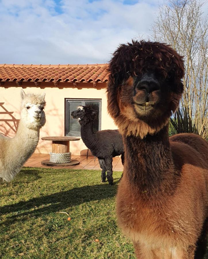 Hotel 3 Alpacas La Campa エクステリア 写真