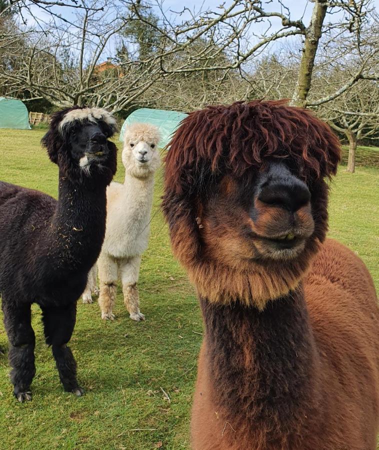 Hotel 3 Alpacas La Campa エクステリア 写真