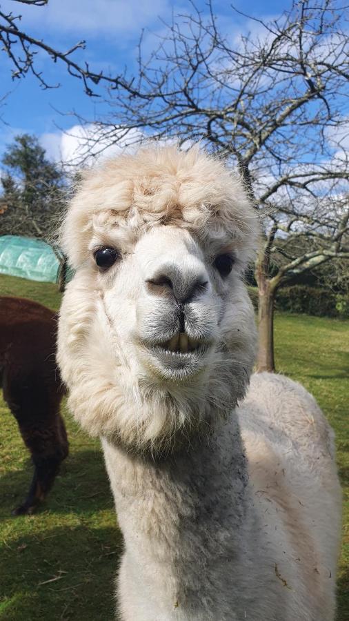 Hotel 3 Alpacas La Campa エクステリア 写真