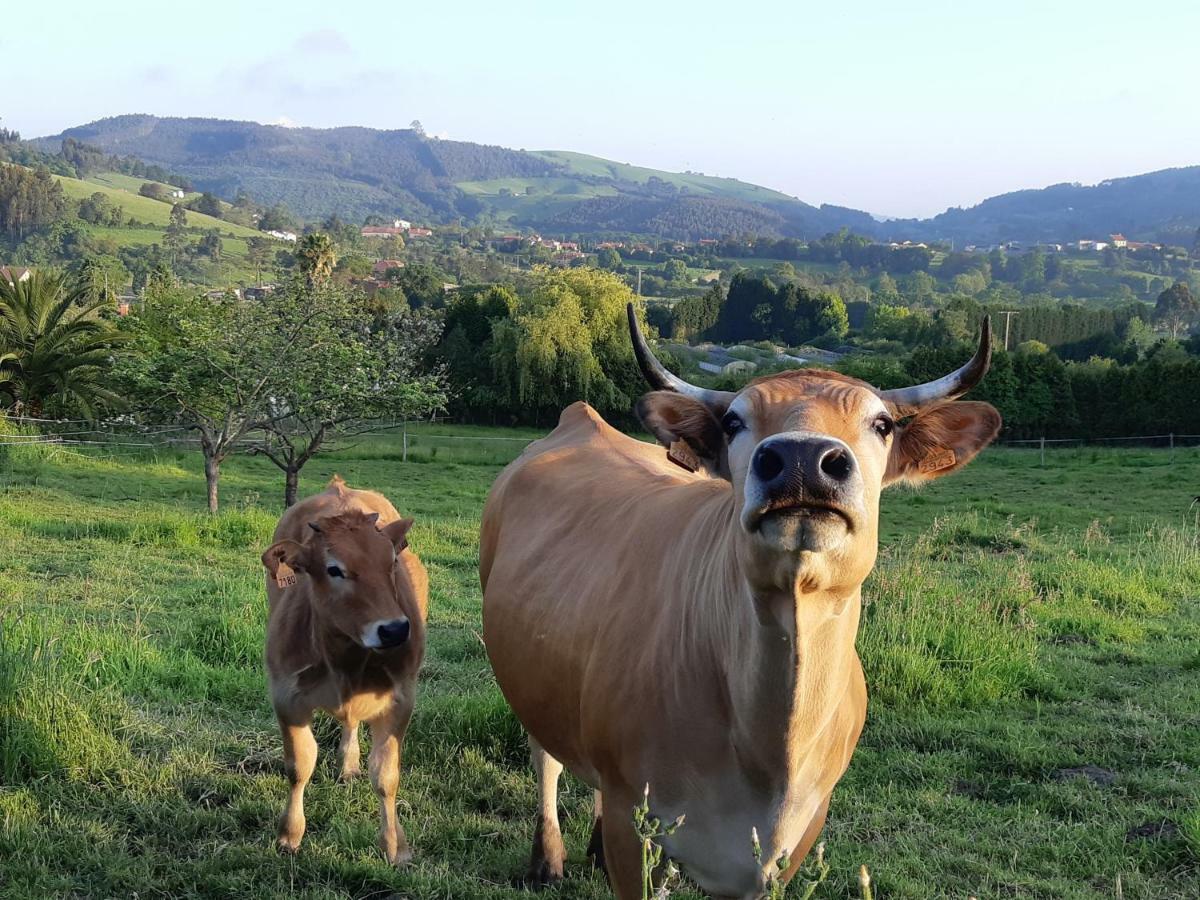 Hotel 3 Alpacas La Campa エクステリア 写真