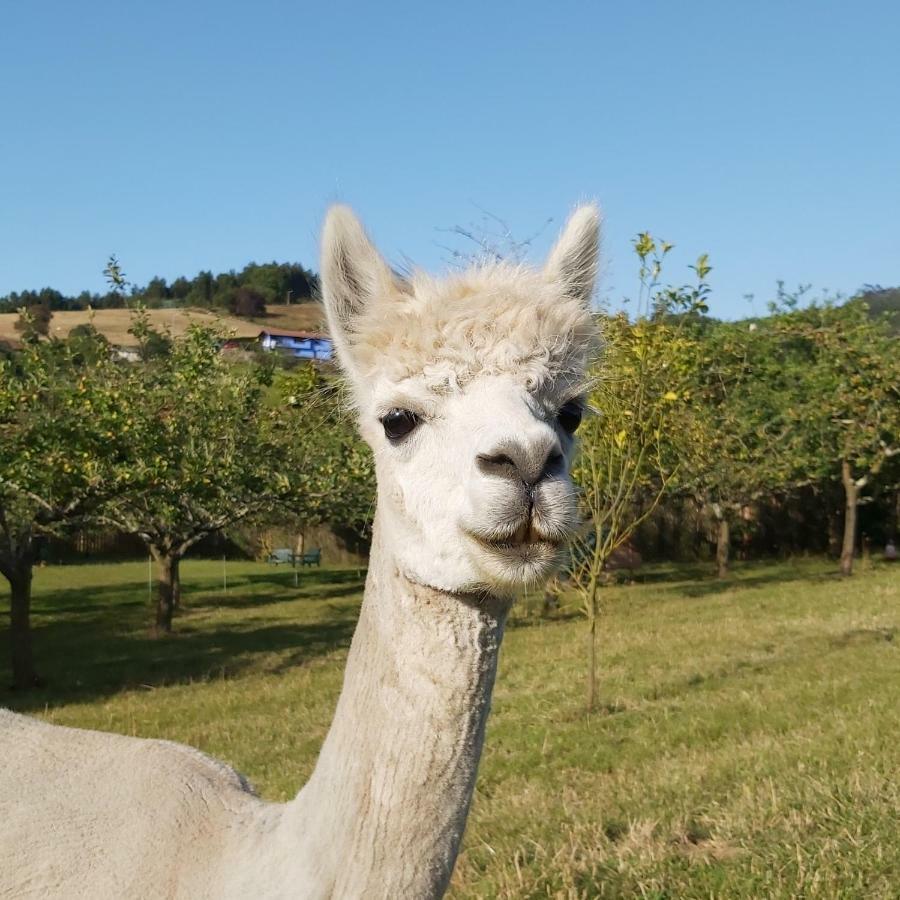 Hotel 3 Alpacas La Campa エクステリア 写真